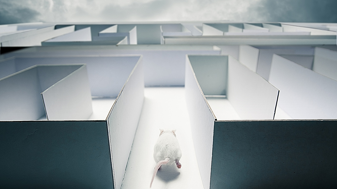 Injection of Metformin Improves Cognitive Function in Old Mice to a Greater Degree than Oral Administration