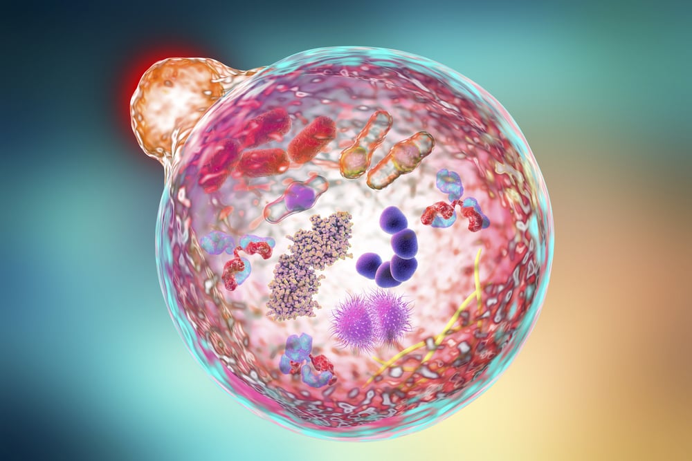 Rescuing Senescent Cells by Delivering New Mitochondria Sounds Like a Risky Proposition