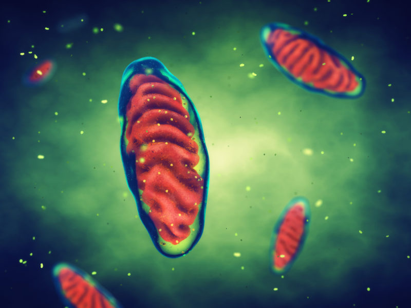 NCI grant enables exploration of cancer-fighting compound isolated from Moroccan fungus