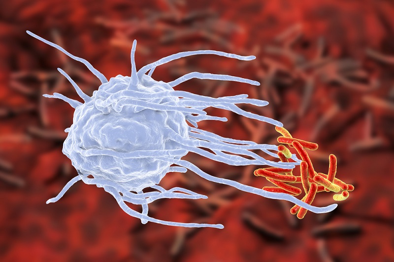 On the Aging Adaptive Immune System