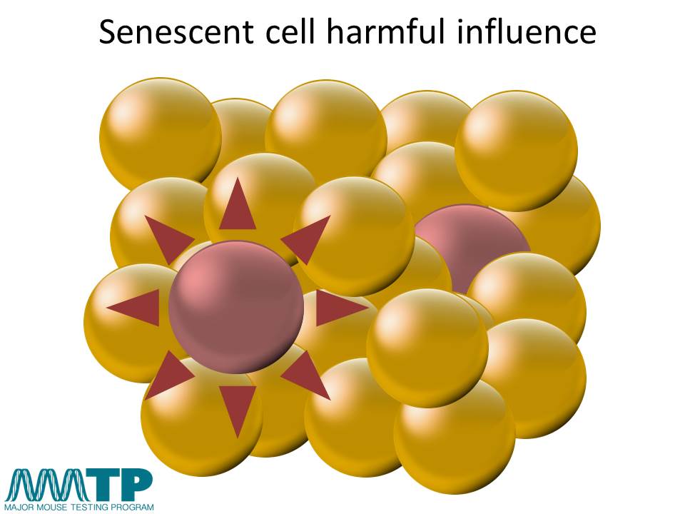 MMTP_Project1_Senescence