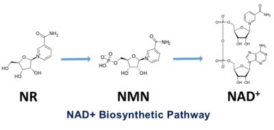 NMN Metabolic pathway