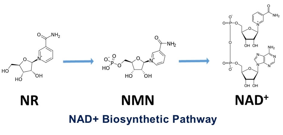 NAD+ Biosynthetic pathway