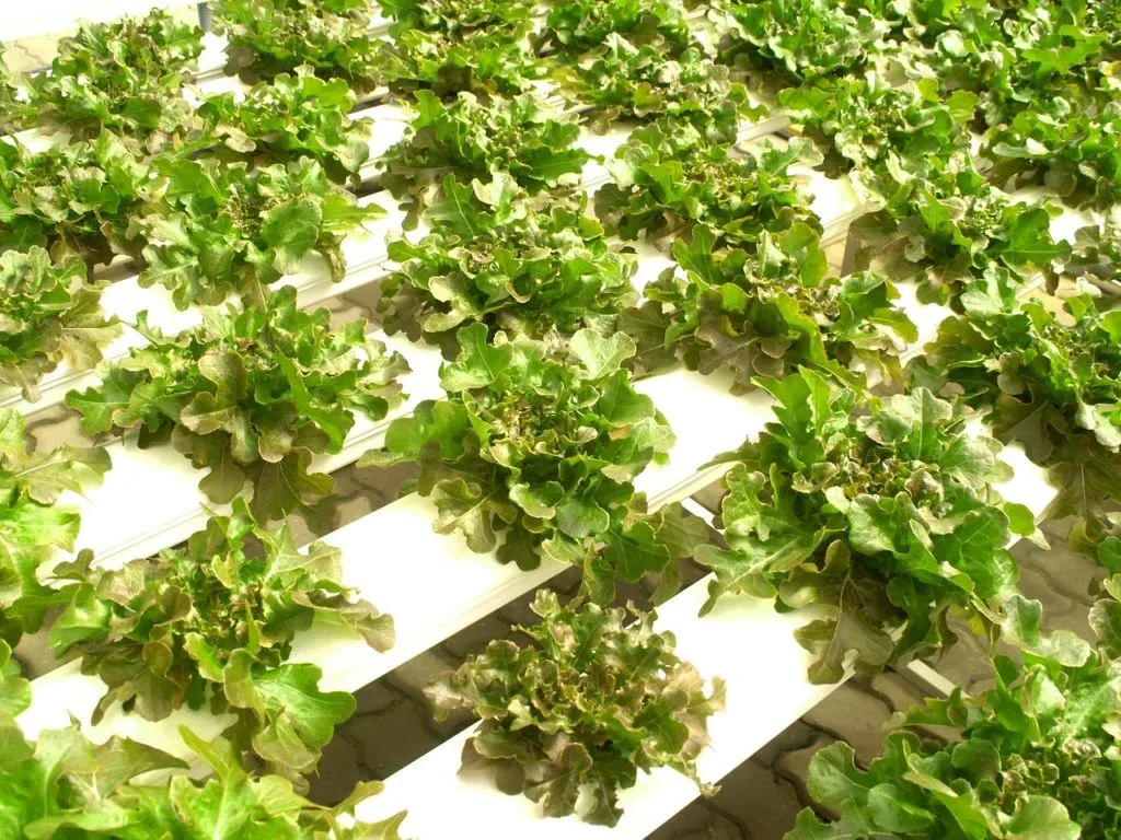 Hyrdroponics are a potential solution to future food supply.