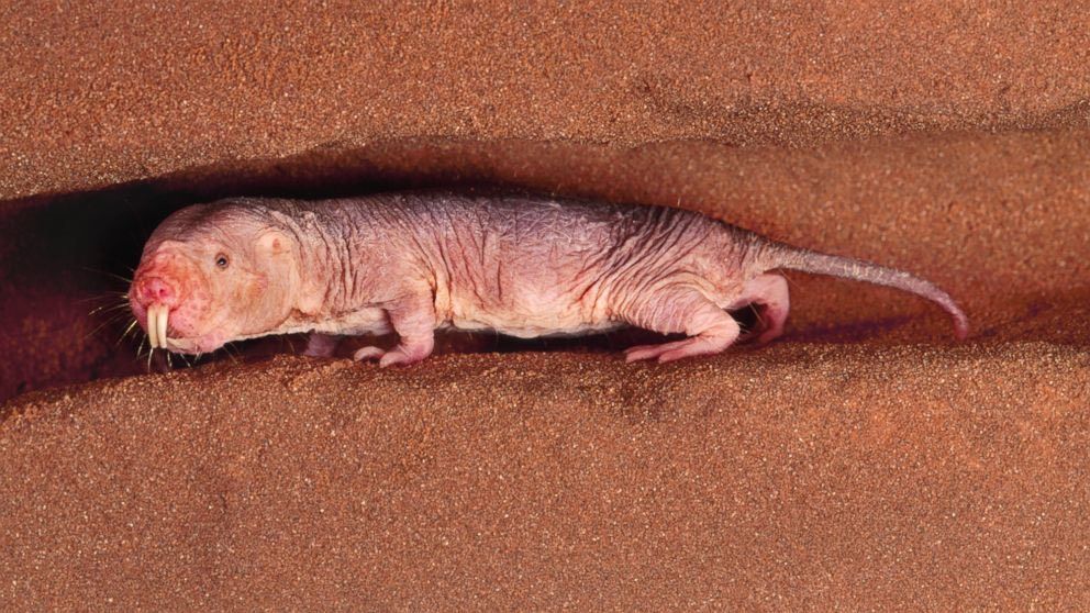 The naked molerat does not age like other animals do.