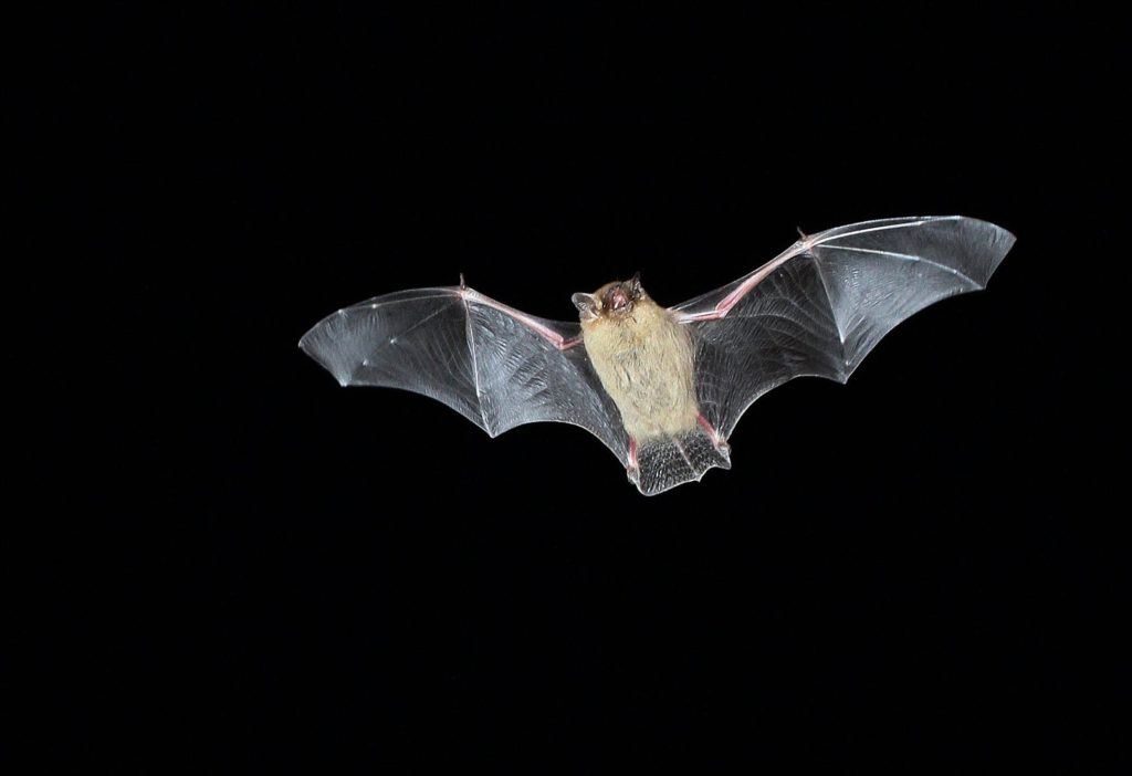 与其他蝙蝠不同的是，布兰特氏蝙蝠能活几十年。