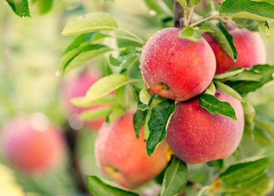 Apples are a natural source of quercetin