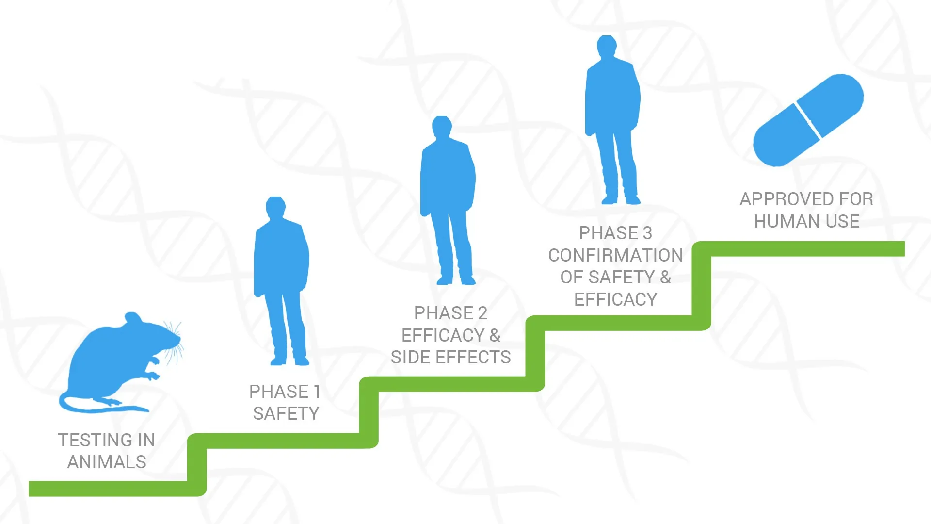 Clinical phases in drug development.