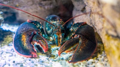 Some Lobsters do not age like other species.