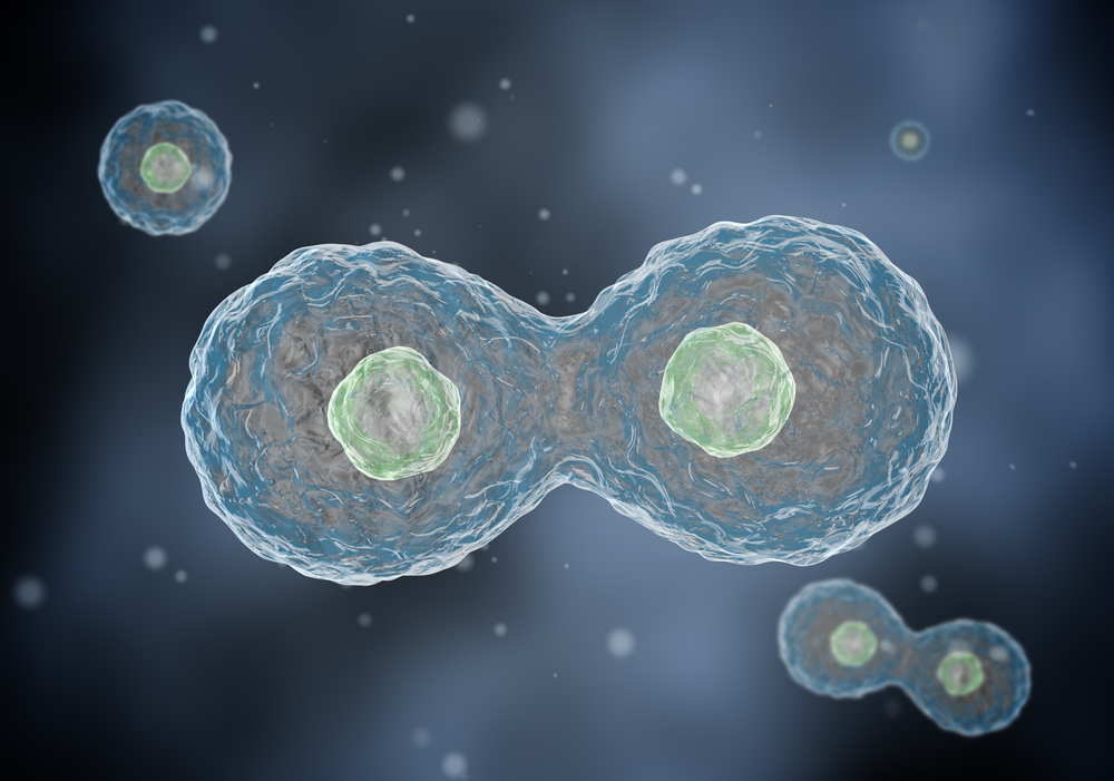 Paramecium caudatum - 3D scene - Mozaik Digital Education and Learning