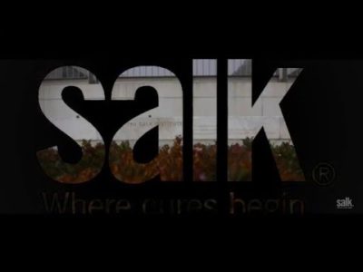 Salk Scientists Show How Immune Receptors Clear Dead and Dysfunctional Brain Cells