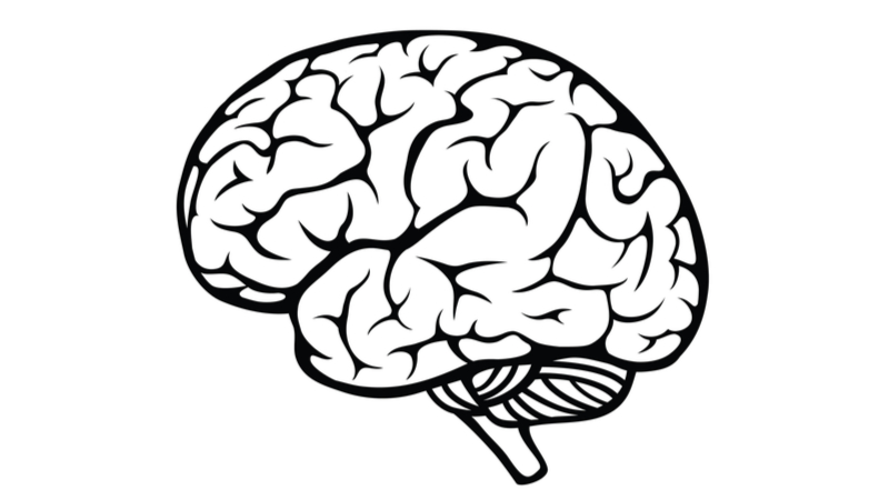 picture of the brain picture of the brain