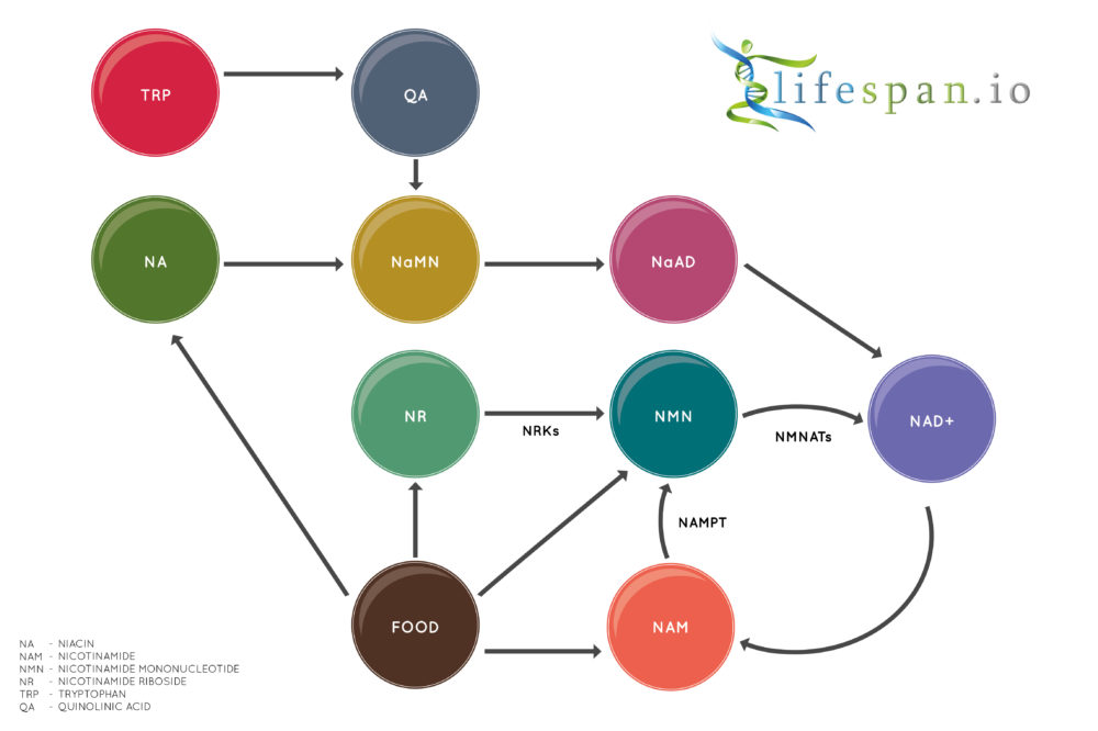 This diagram shows how precursors like NMN, Niacin, and NR can boost NAD+ levels in the body.