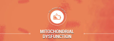 Mitochondrial Dysfunction is a reason we age.