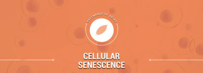 Cellular Senescence is a reason we age.