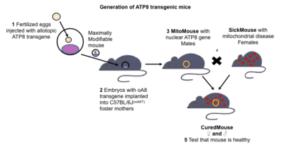 ATP8 Transgenic Mice