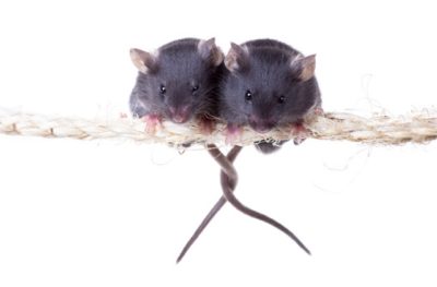 Tail entwined mice