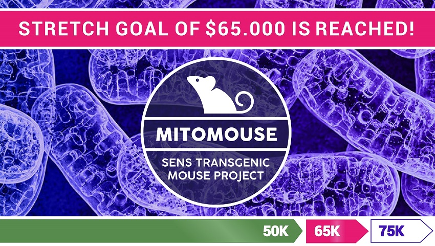 MitoMouse 65K