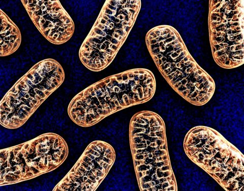 Mitochondria