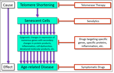 Telomeres and senescent cells