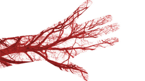 Hand blood vessels