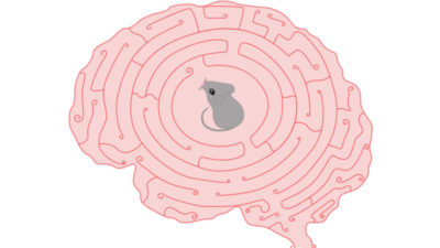Mouse brain maze