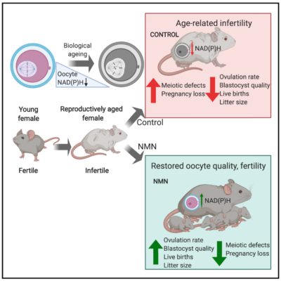 Oocytes and NMN
