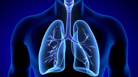 Lungs
