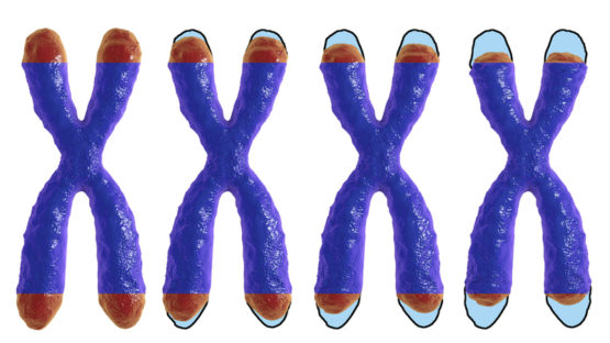 Telomere shortening