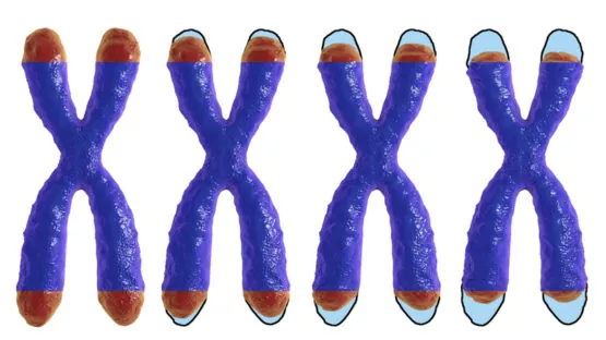 Telomere shortening