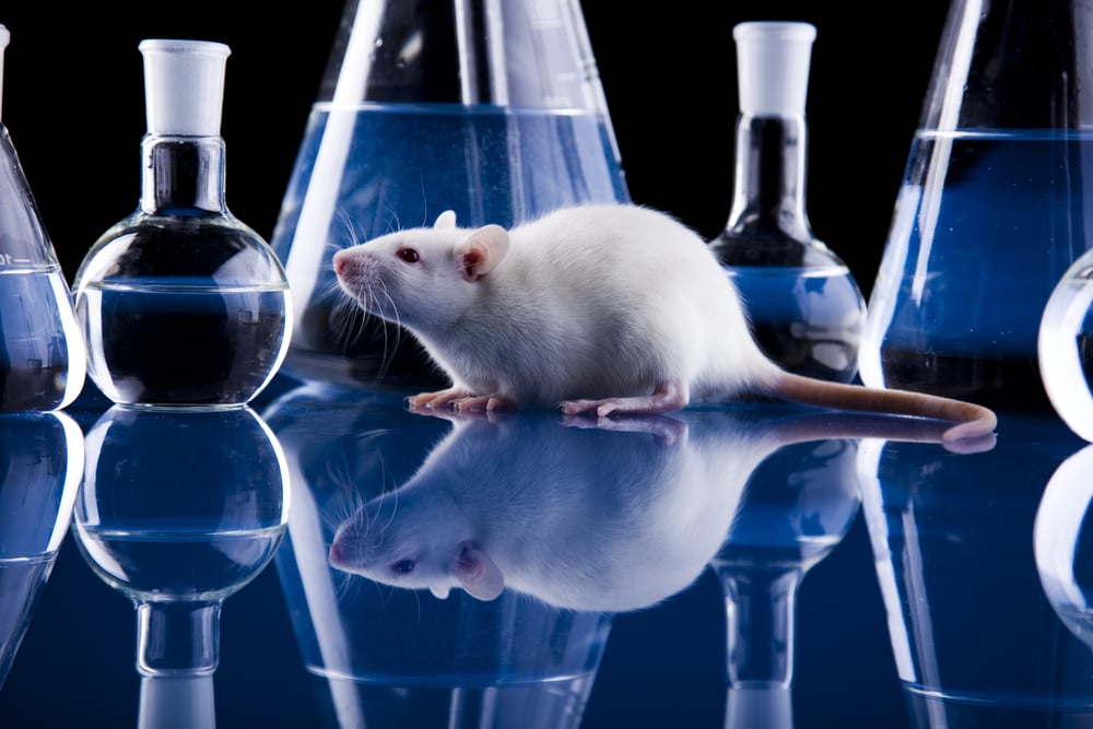 Lab rats are an important animal for research purposes.