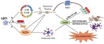 Senescence and amyloid beta