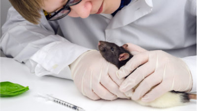 Vaccinated rat