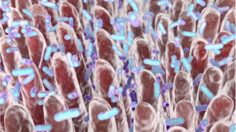Villi and bacteria