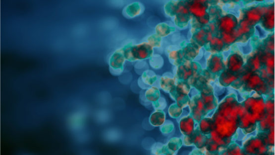 White blood cells