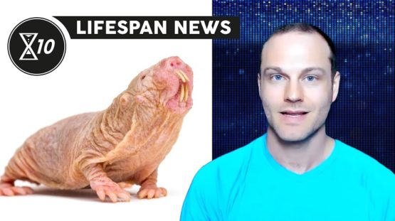 Lifespan News on Naked Mole Rats