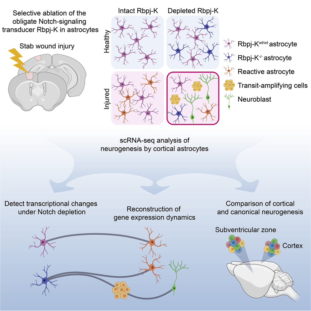 Astrocytes becoming neurons