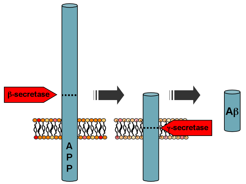 Protein cleavage and amyloid beta