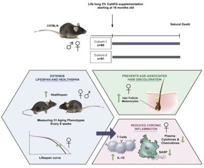 Diagram showing how Alpha-Ketoglutarate Extends Healthspan in Aging Mice