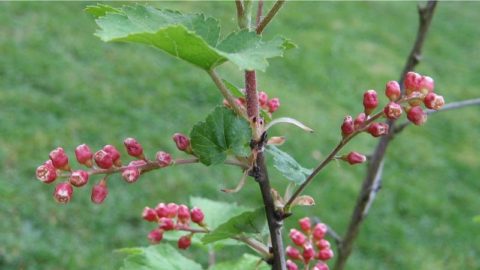 Ribes meyeri