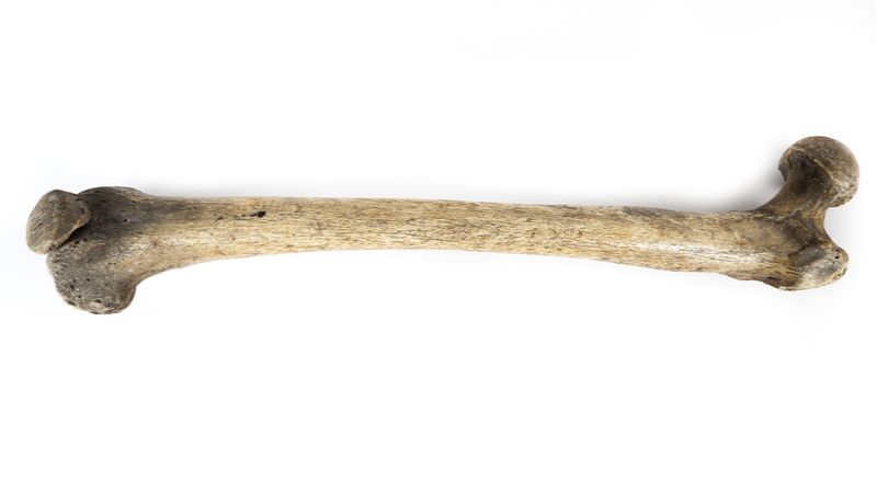 A picture of a large bone