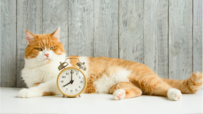 Image of a cat with a clock