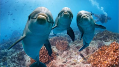 A pod of friendly dolphins pose for the camera