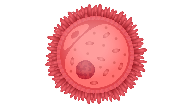 Image of an oocyte