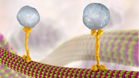 CGI of proteins walking