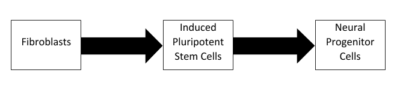 Induced pluripotent cells into neurons