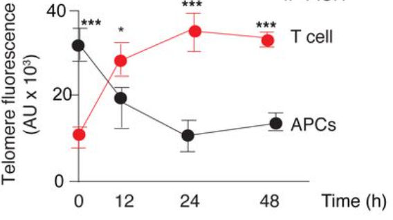 T Cell and APC telomere interactions