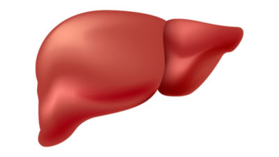 The human liver
