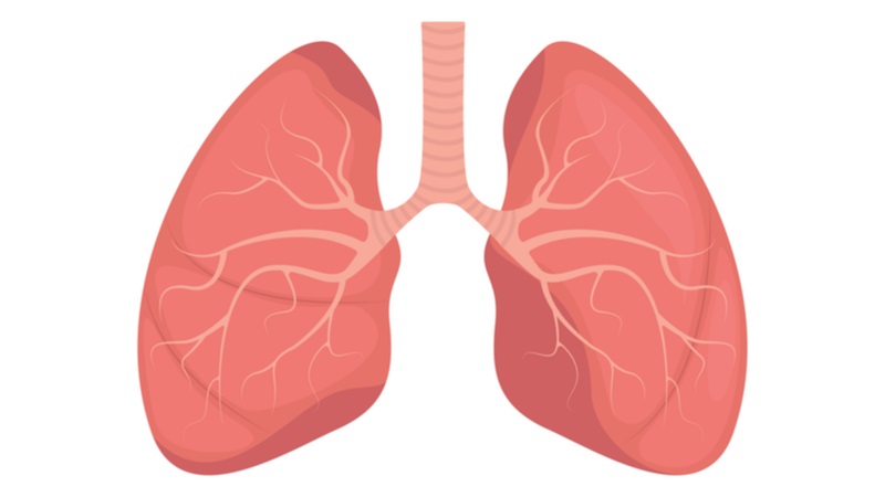 detailed lungs diagram