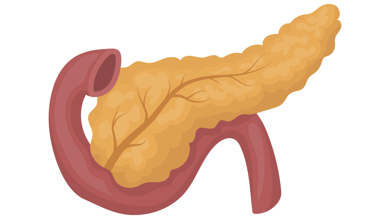 The pancreas